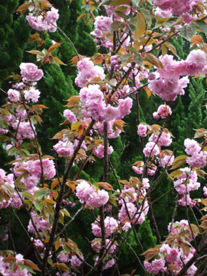 桜2008-2.jpg
