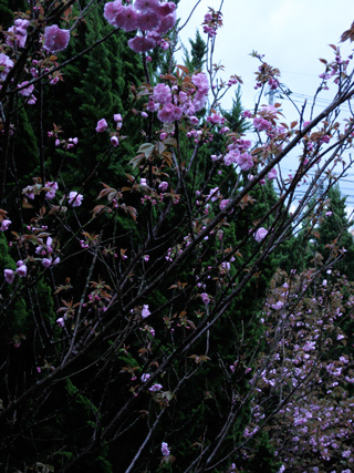桜2009年4月02.jpg