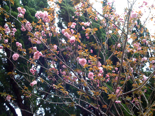 桜2009年4月03.jpg