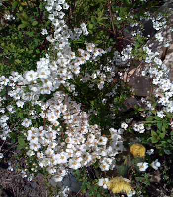 白い花達01.jpg